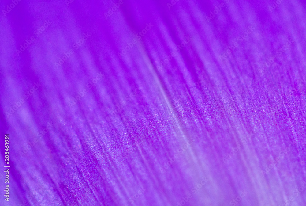 The texture of a leaf of a flower of blue color close-up The texture of a leaf of a flower of blue color close-up