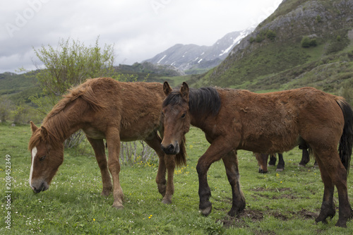 Group of wild horses