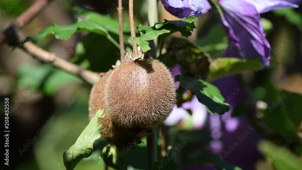 Actinidia deliciosa Kiwi fruta فاكهة owoc كيوي Կիվի  միրգ Kivi キウイフルーツ Kiwifrucht 키위  과일 Kiwifruit video frutta