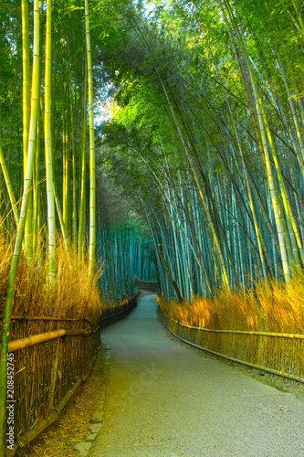京都 朝日を浴びて輝く竹林の道 