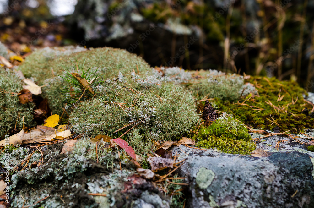 lichen, moss lichen, moss