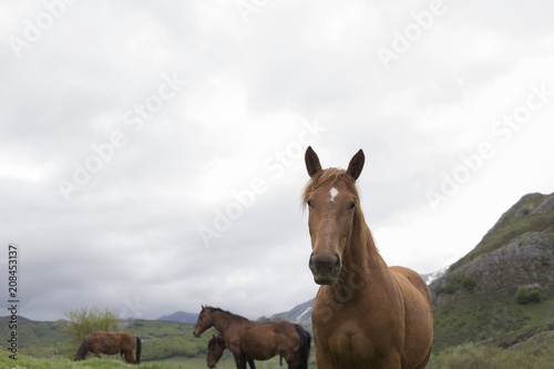 Group of wild horses