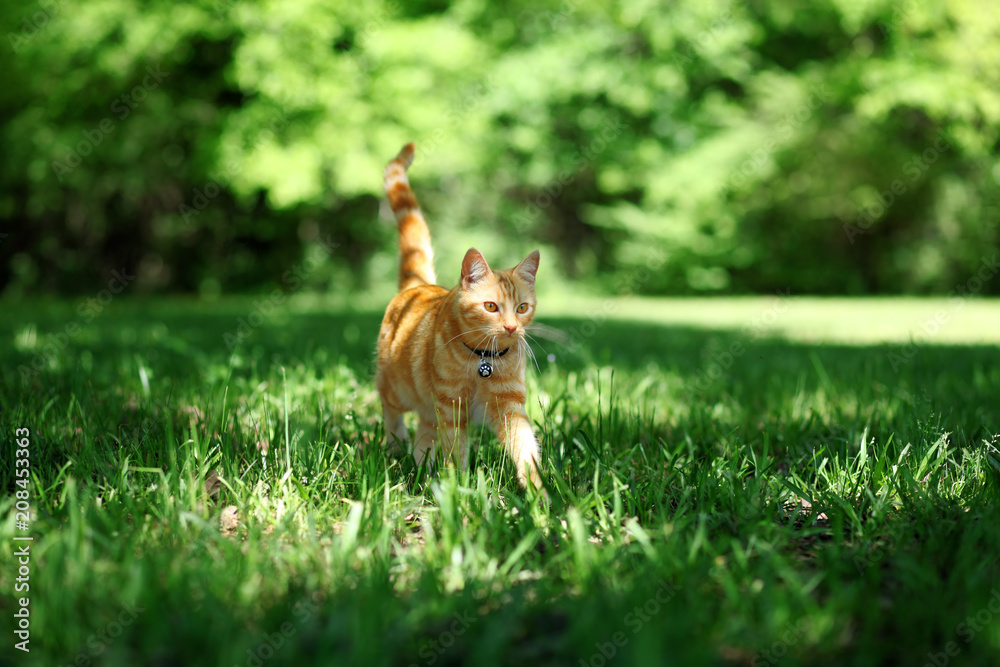 Fototapeta premium Ładny pomarańczowy pręgowany kot chodzenie po trawie na zewnątrz