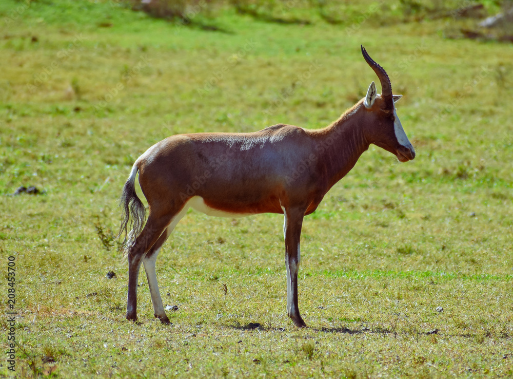 A South African Blesbok antelope standing on a field of grass