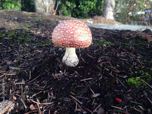Red Mushroom
