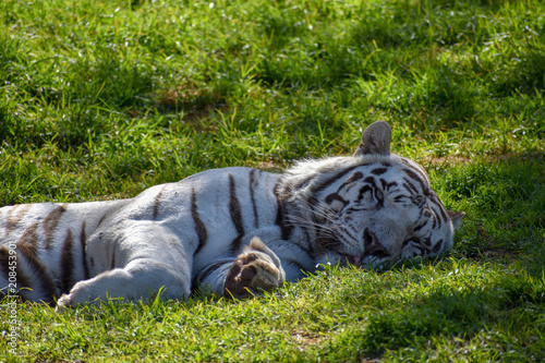 A large white male bengal tiger relaxing