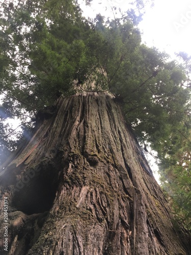 Redwood Tree