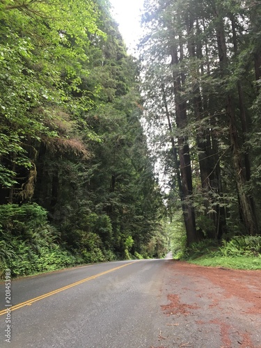 Redwood Forest