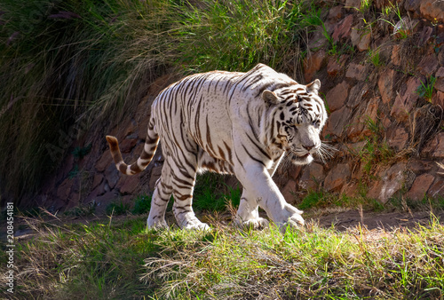 Fototapeta Naklejka Na Ścianę i Meble -  A large white male bengal tiger walking