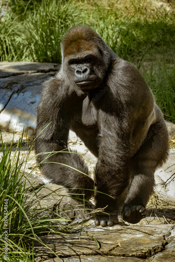 A large western lowland gorilla has a determined look on his face as he walks A large western lowland gorilla has a determined look on his face as he walks