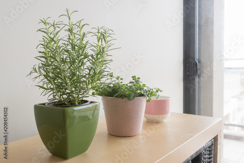 Fototapeta Naklejka Na Ścianę i Meble -  Rosemary plant in green container and oregano plant in pink container with pink and white cup on shelf in living room (selective focus)