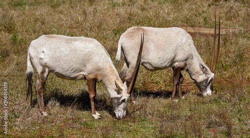 A couple of Arabian Oryx' peacefully grazing