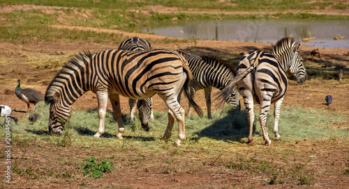 A small herd of African black and white zebras grazing peacefully