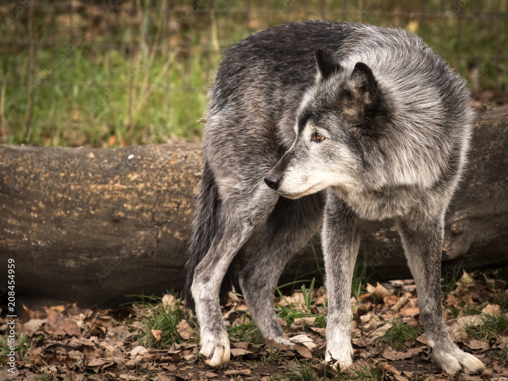 Grey Wolf looks back behind him in front of log Grey Wolf looks back behind him in front of log