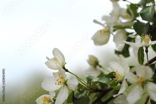 Beautiful branch of flowering apple tree on blurred background with copy space. Flowers Apple tree close-up. Macro. Blooming garden in spring.
