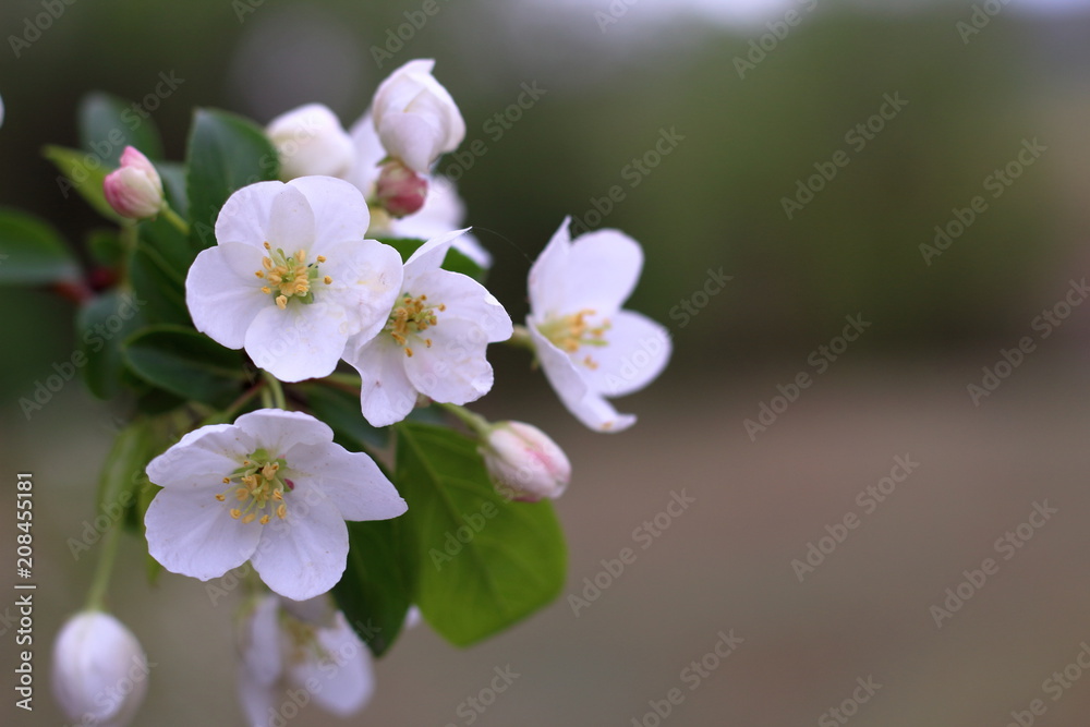 Beautiful branch of flowering apple tree on blurred background with copy space. Flowers Apple tree close-up. Macro. Blooming garden in spring. Beautiful branch of flowering apple tree on blurred background with copy space. Flowers Apple tree close-up. Macro. Blooming garden in spring.