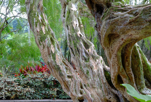 Interesting tree with carved names
