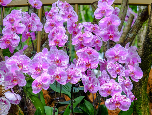 Light Magenta Orchids in Singapore