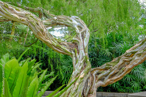 Twisted Tree