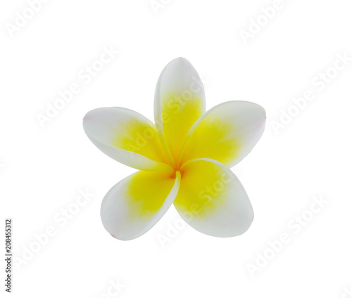 Plumeria on white background