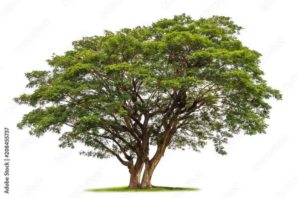 Fototapeta premium Rain tree isolated on white background.