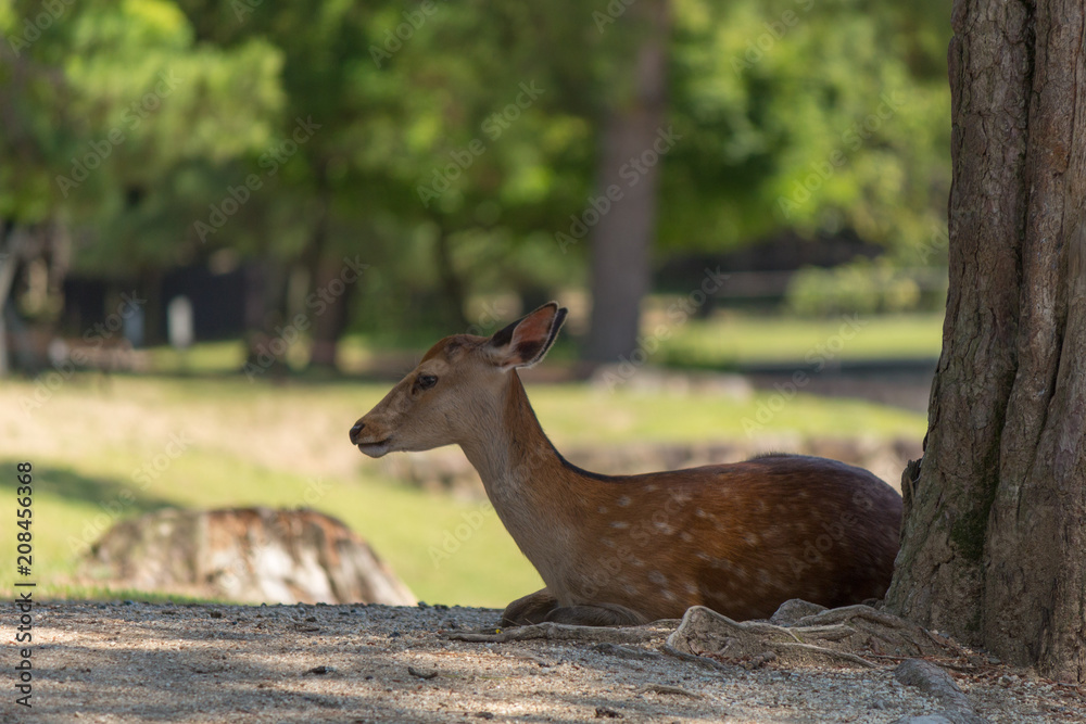 Obraz premium Deer in Nara Park. Japan.Deer is cherished as a divine force of God