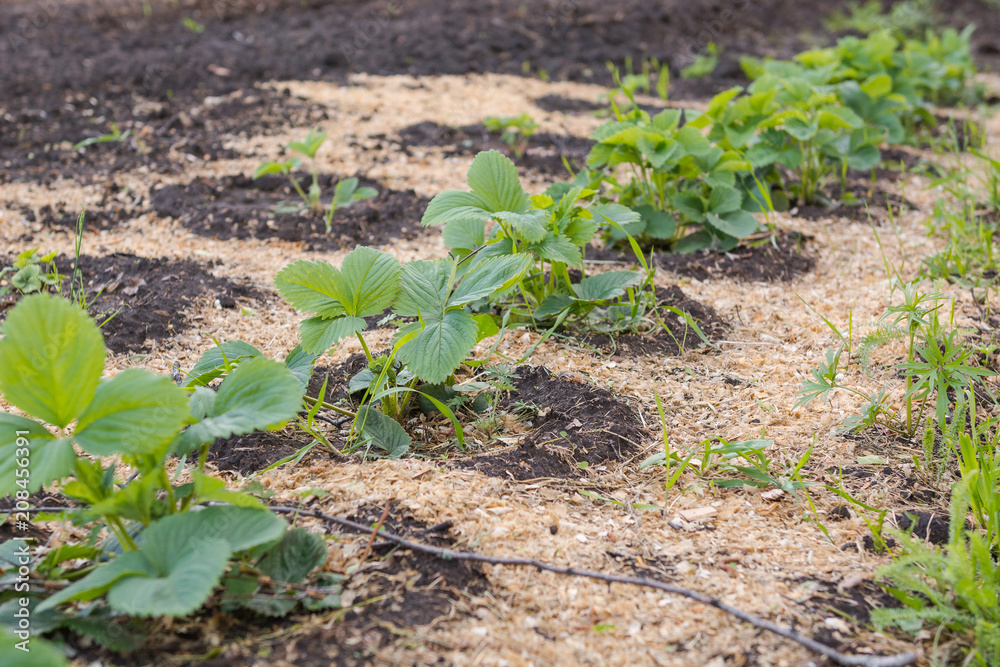 Berry Victoria grows in the garden in the holes. Berry Victoria grows in the garden in the holes.