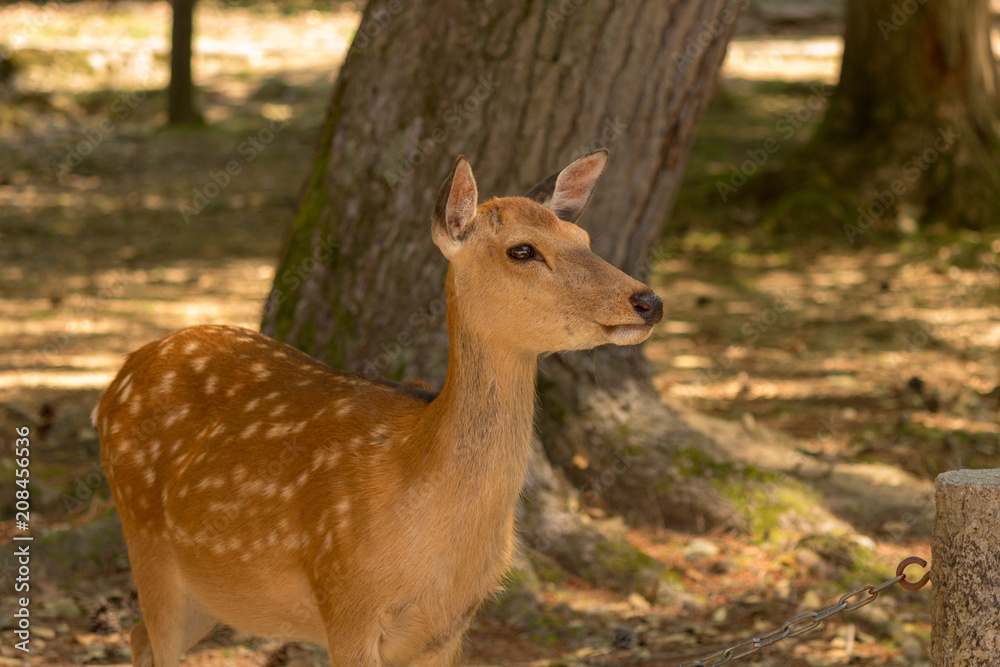 Deer in Nara Park. Japan.Deer is cherished as a divine force of God Deer in Nara Park. Japan.Deer is cherished as a divine force of God