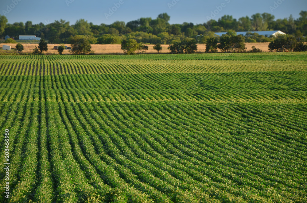 Soybean Field (Wide)