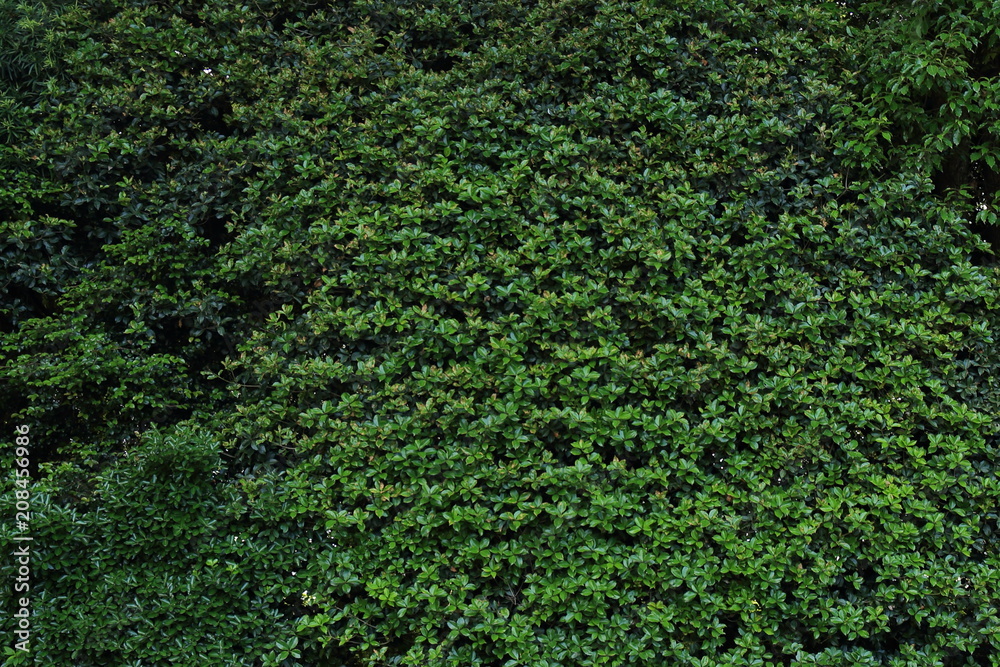 Green shrub wall. screening trees for eco design concepts. Green shrub wall. screening trees for eco design concepts.