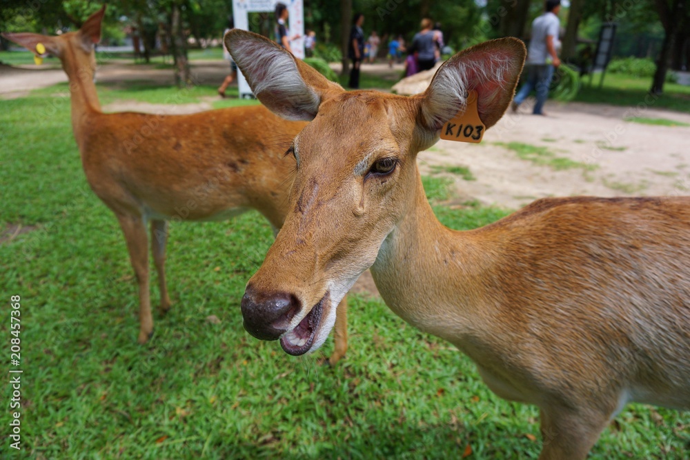 Brow-antlered deer in the zoo Brow-antlered deer in the zoo