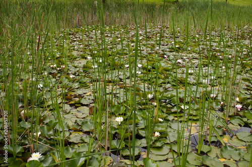 A pond with cattail reeds and white flowers 