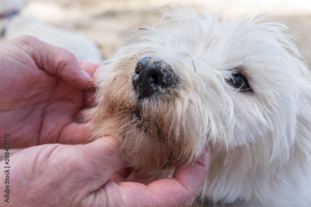 Close up of hands inspecting the face of a dirty west highland white terrier dog - nose and snout covered in sand Close up of hands inspecting the face of a dirty west highland white terrier dog - nose and snout covered in sand