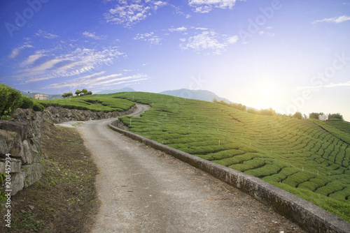 Landscape of tea field in the morning 