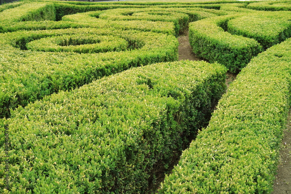 Image cropped bushes. Image cropped bushes.