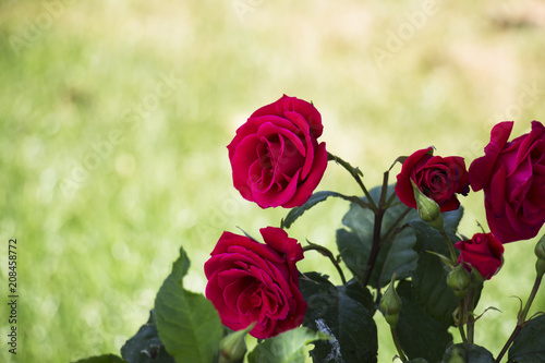 Fototapeta Naklejka Na Ścianę i Meble -  Beautiful blooming rose on a green background blur. Soft selective focus. Closeup Image.