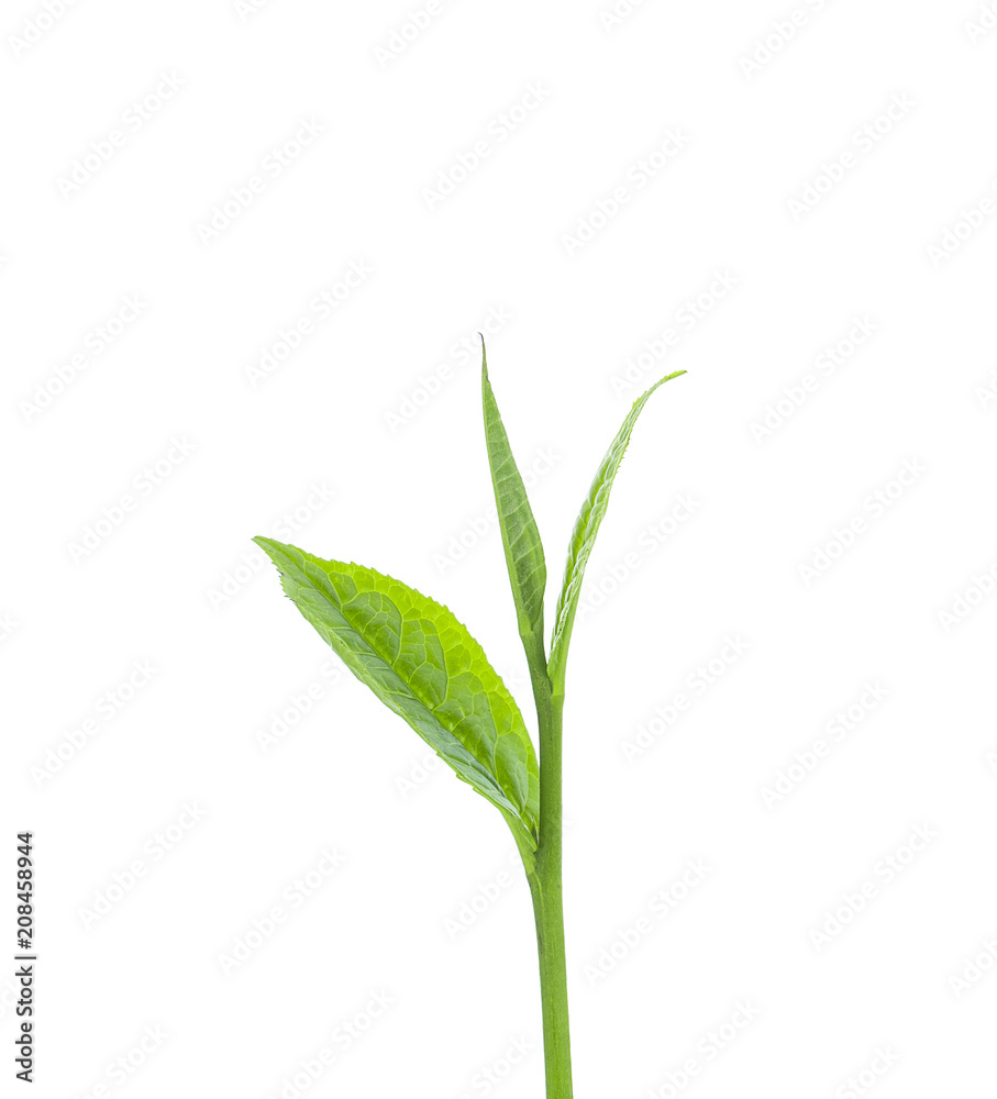 green tea leaf isolated on white background green tea leaf isolated on white background
