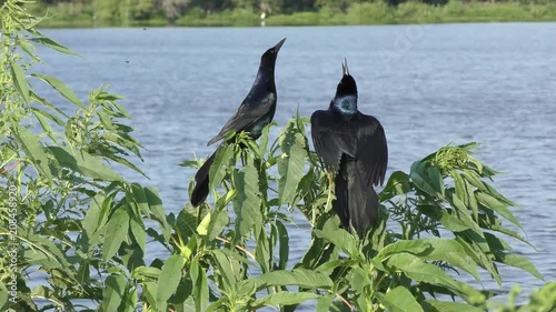 Boat-tailed Grackles spring song near Florida lake