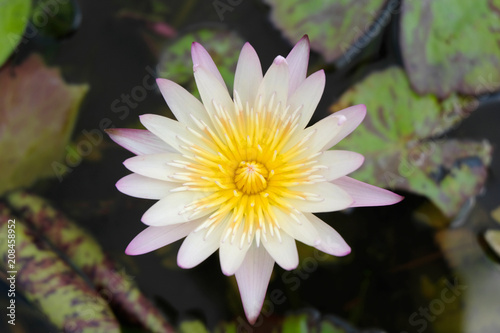 Lotus flower in pond