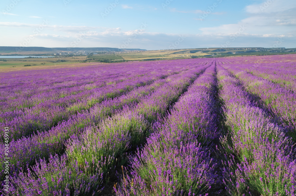 Naklejka premium Meadow of lavender.