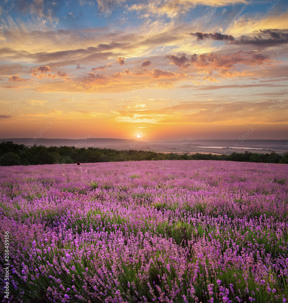 Meadow of lavender.