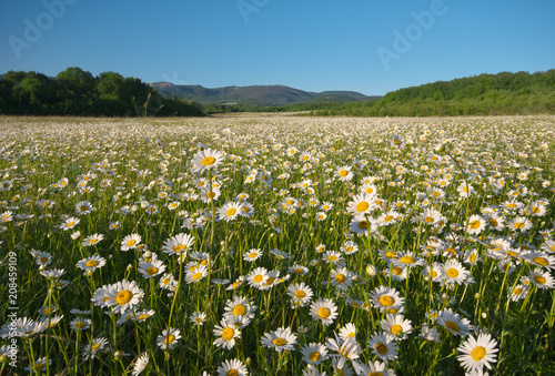 Spring daisy flowers in meadow.