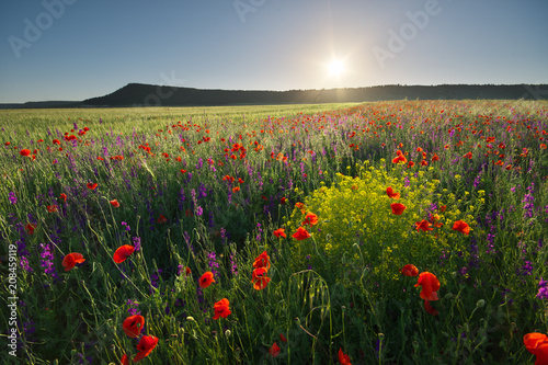 Poppies meadow landscape.