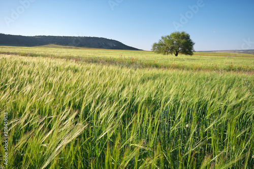 Green meadow and spring tree. Composition of nature.