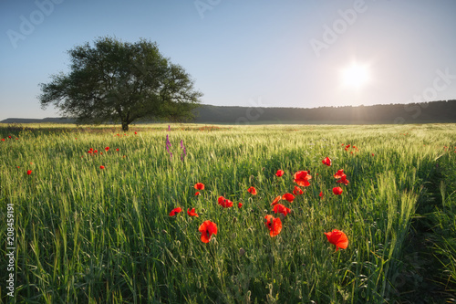 Spring meadow nature