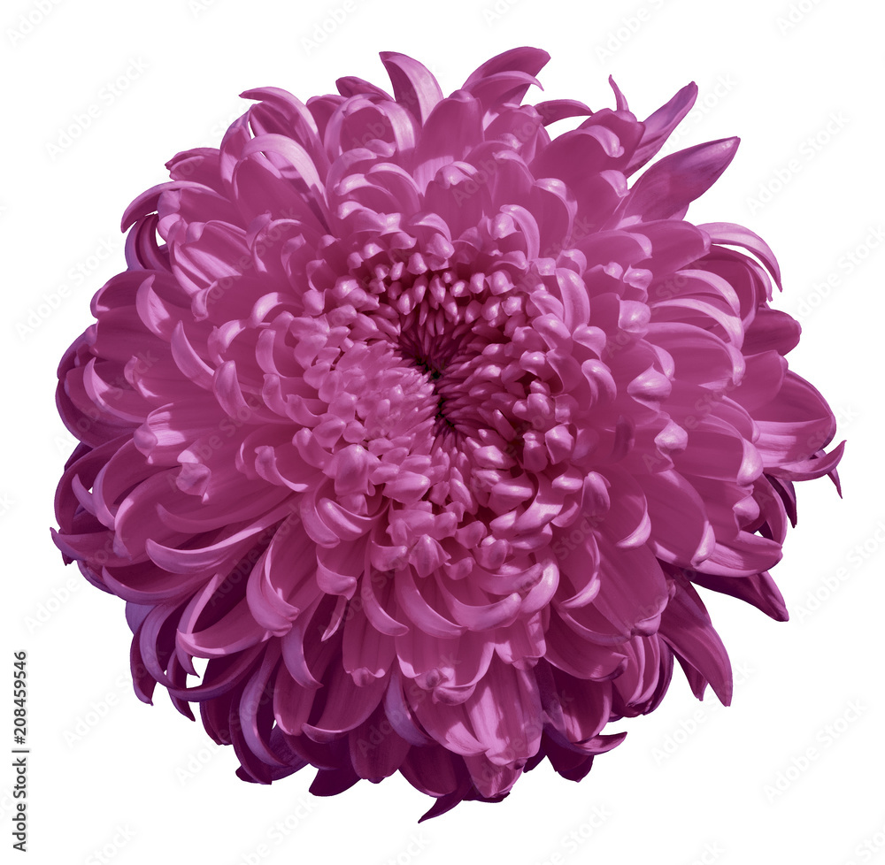 Flower maroon Chrysanthemum isolated on white background. Flower bud close up. Element of design. Flower maroon Chrysanthemum isolated on white background. Flower bud close up. Element of design.