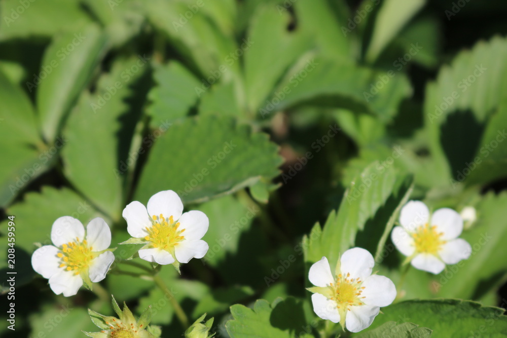 Obraz premium Strawberry flowers