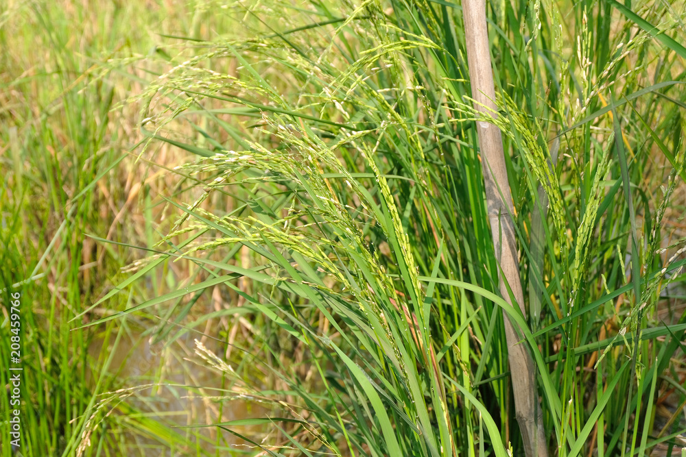 Close up of rice fields Close up of rice fields