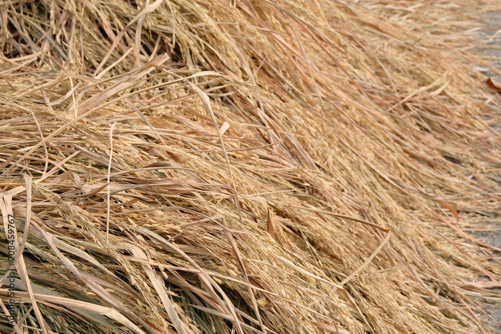Close up of rices Close up of rices