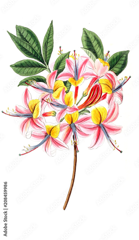 Illustration of plant Illustration of plant